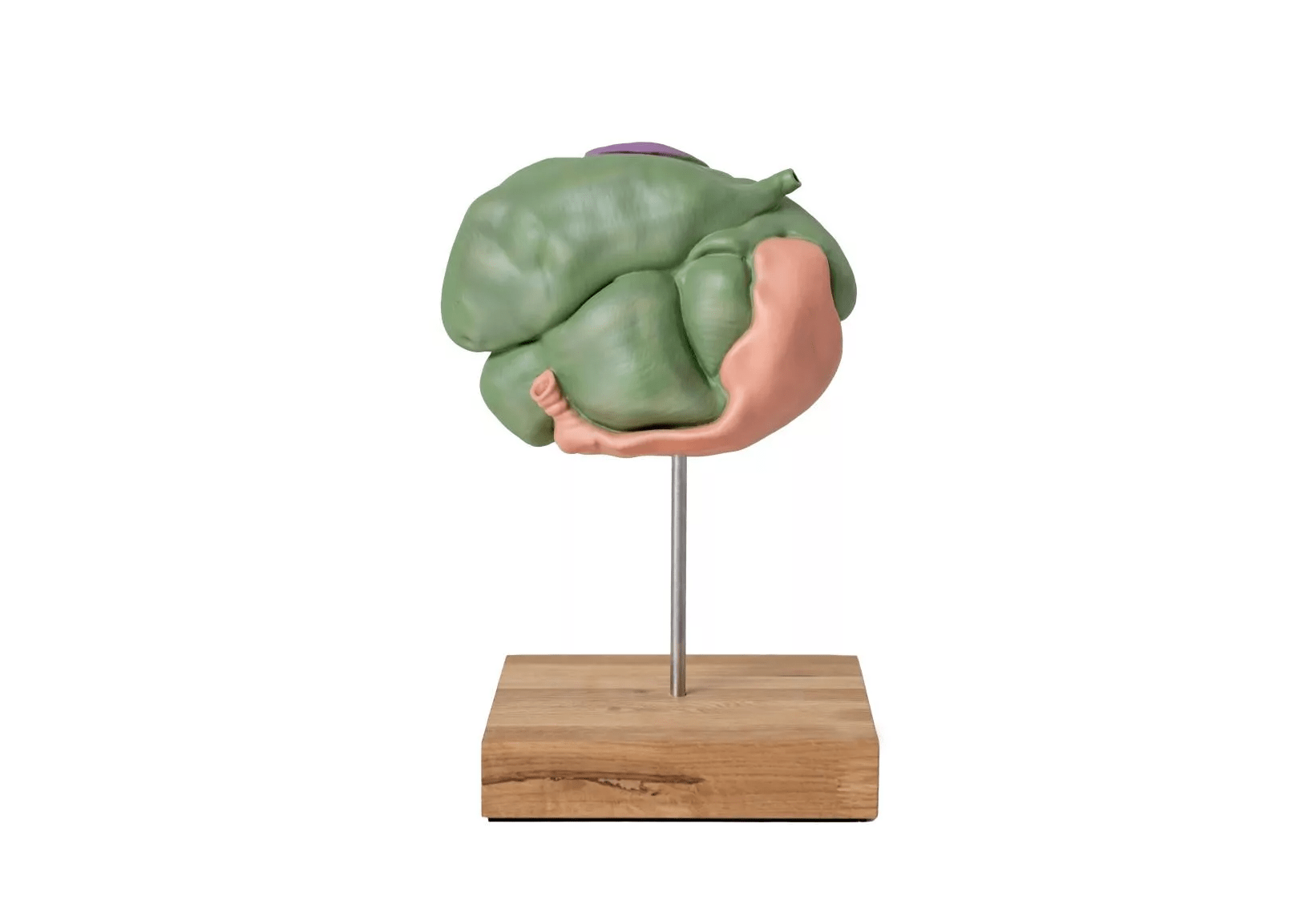 Schafsmagenmodell, 2 Teile, 1/3 natürliche Größe - Erler - Zimmer